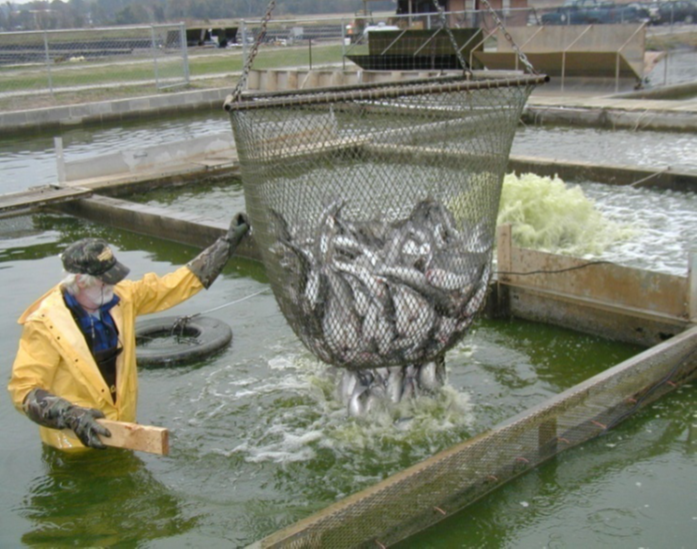 fish1